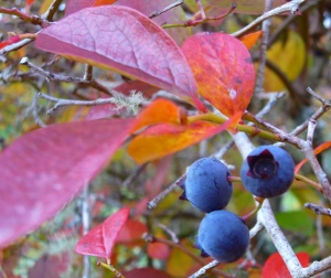 Ripe blueberries at Cranguyma Farms